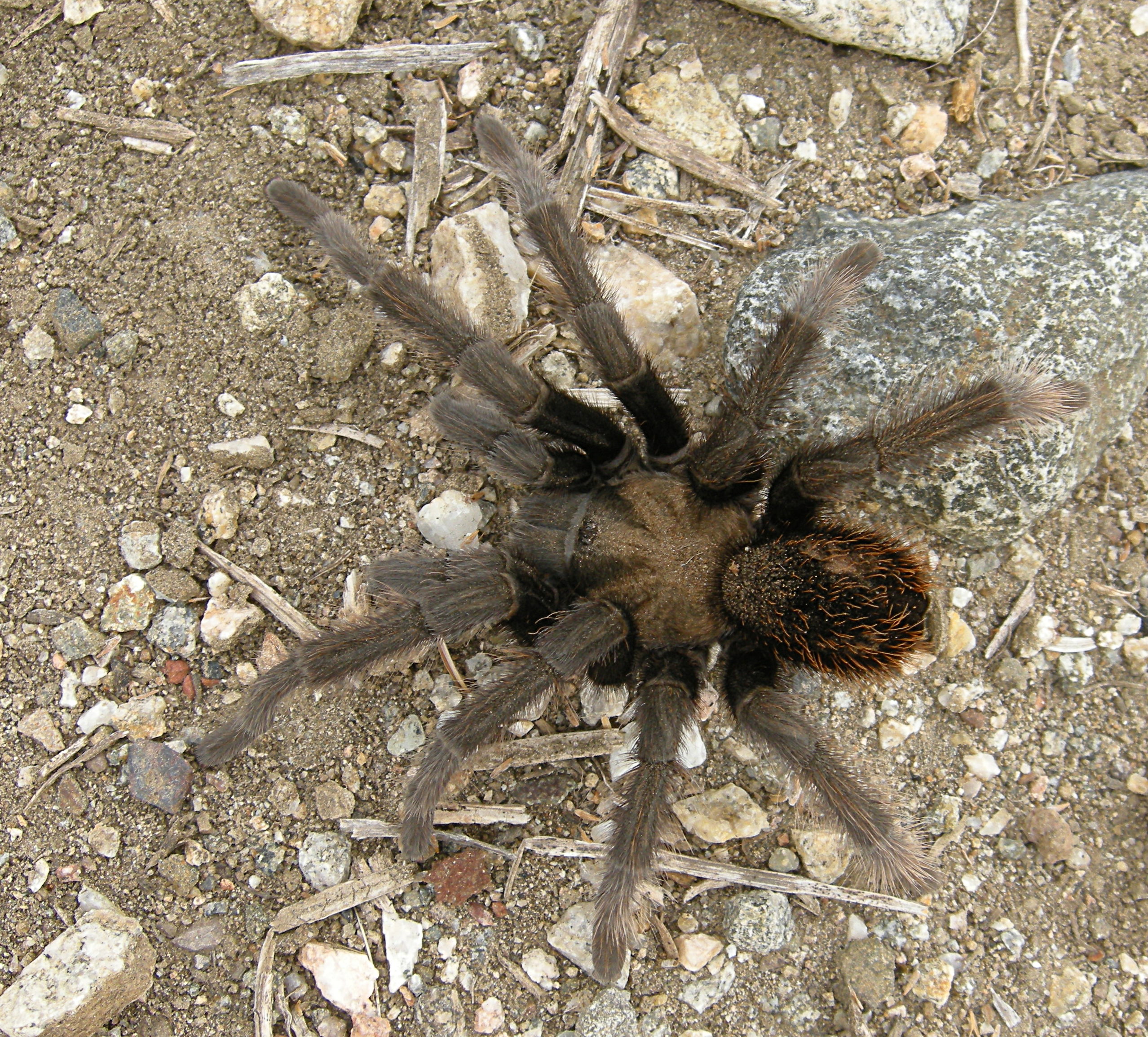 Tarantula on the Colby-Dalton Trail