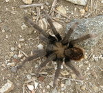Tarantula on the Colby-Dalton Trail
