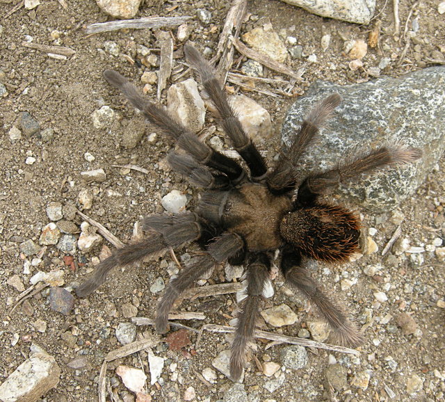 Tarantula on the Colby-Dalton Trail