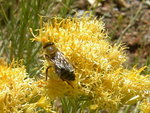 Bee on a flower