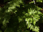 Bracken along the Mt. Whitney Trail