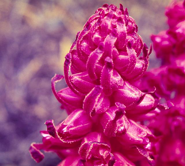 Snow Plant