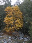 Fall color