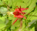 Flower by the trail