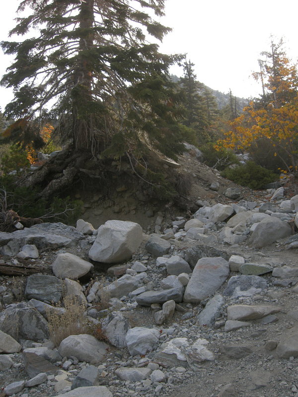 Tree holding on