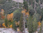 Fall color