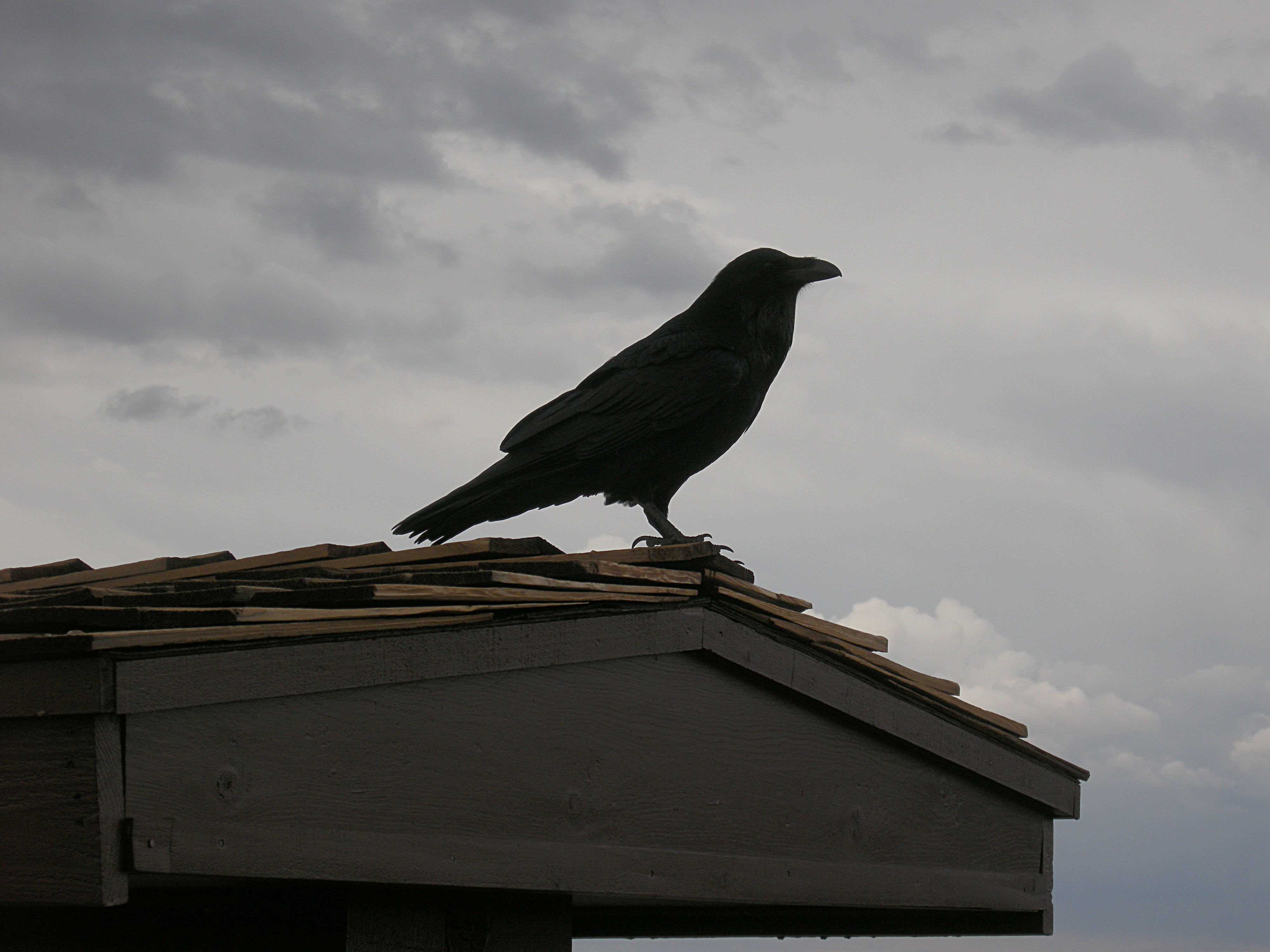 Raven