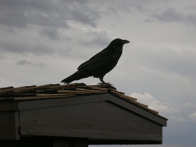 Raven