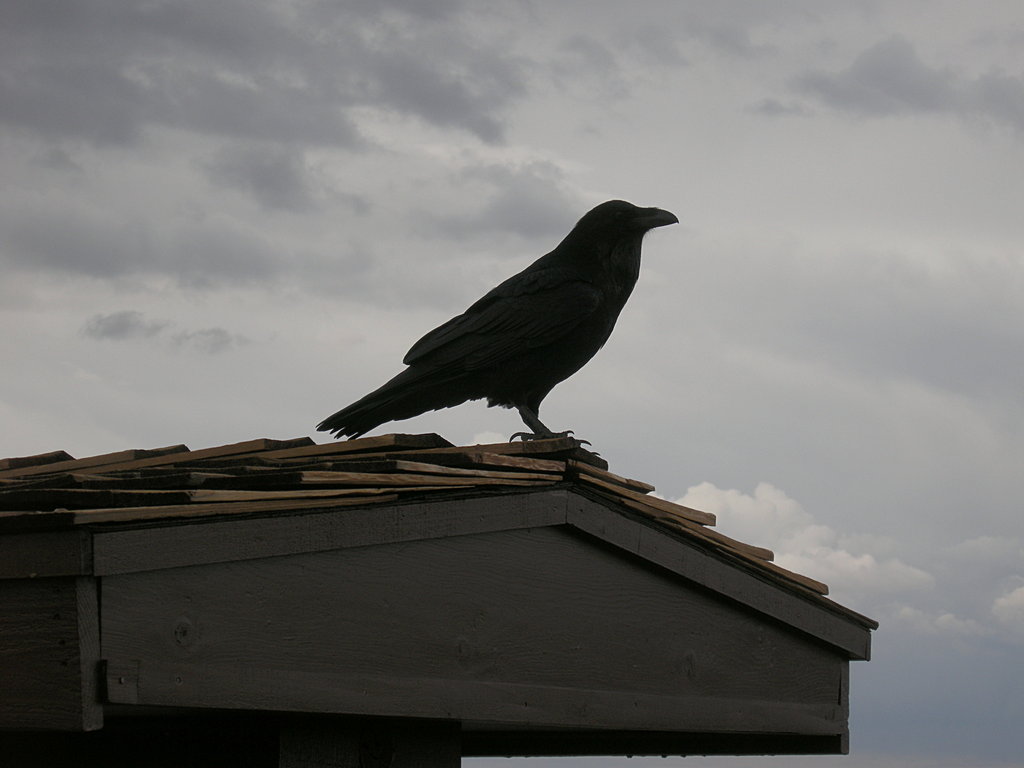 Raven