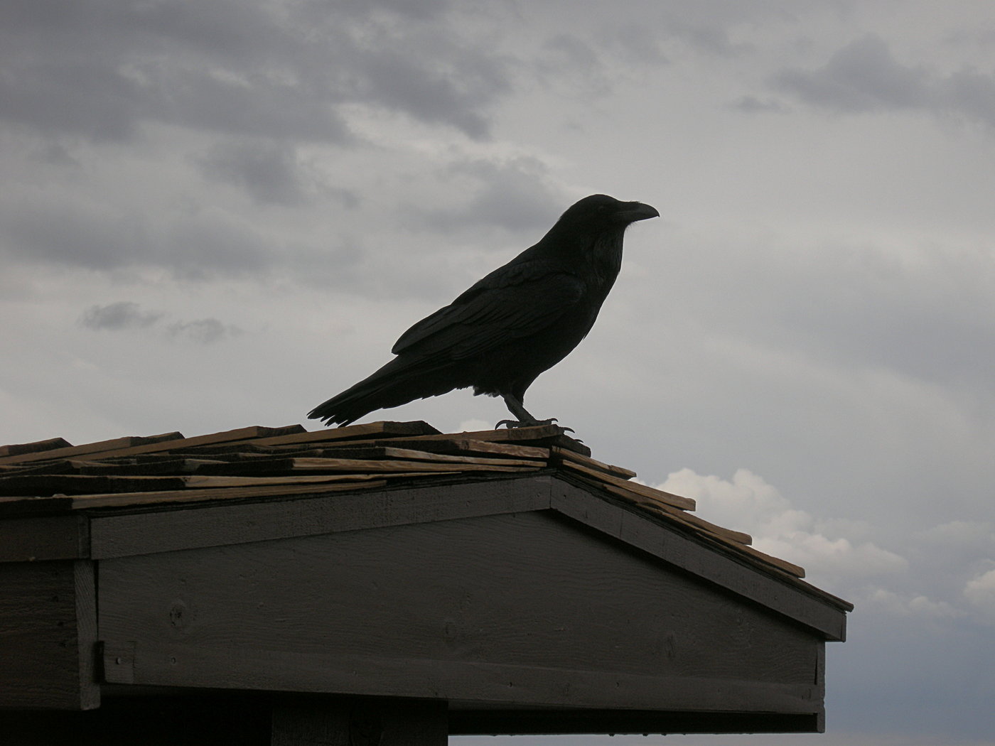 Raven