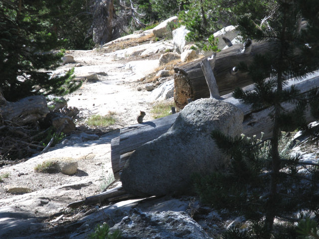 Yosemite 2010 049