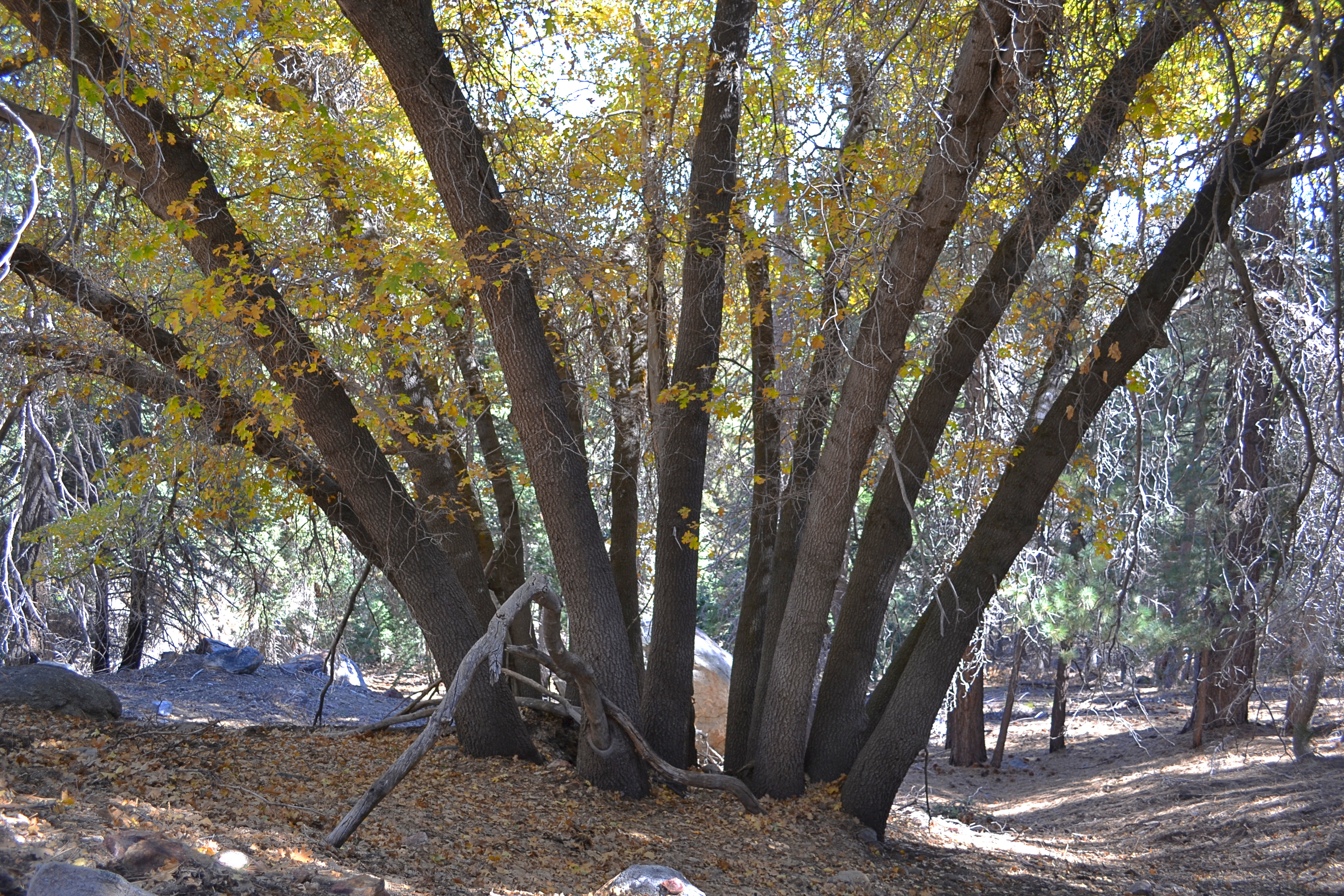 Oak Tree