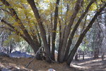 Oak Tree