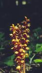 Striped Coral Root Orchid