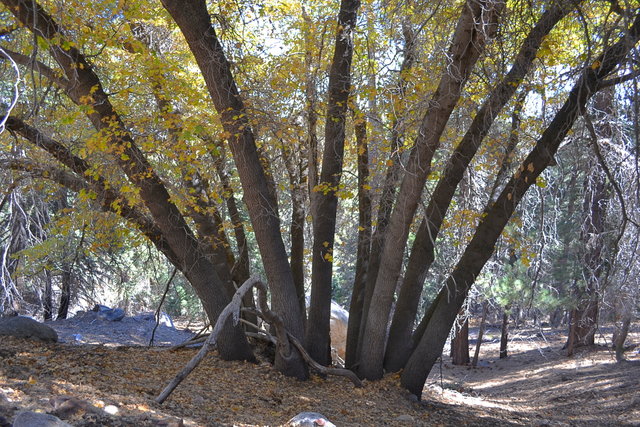 Oak Tree
