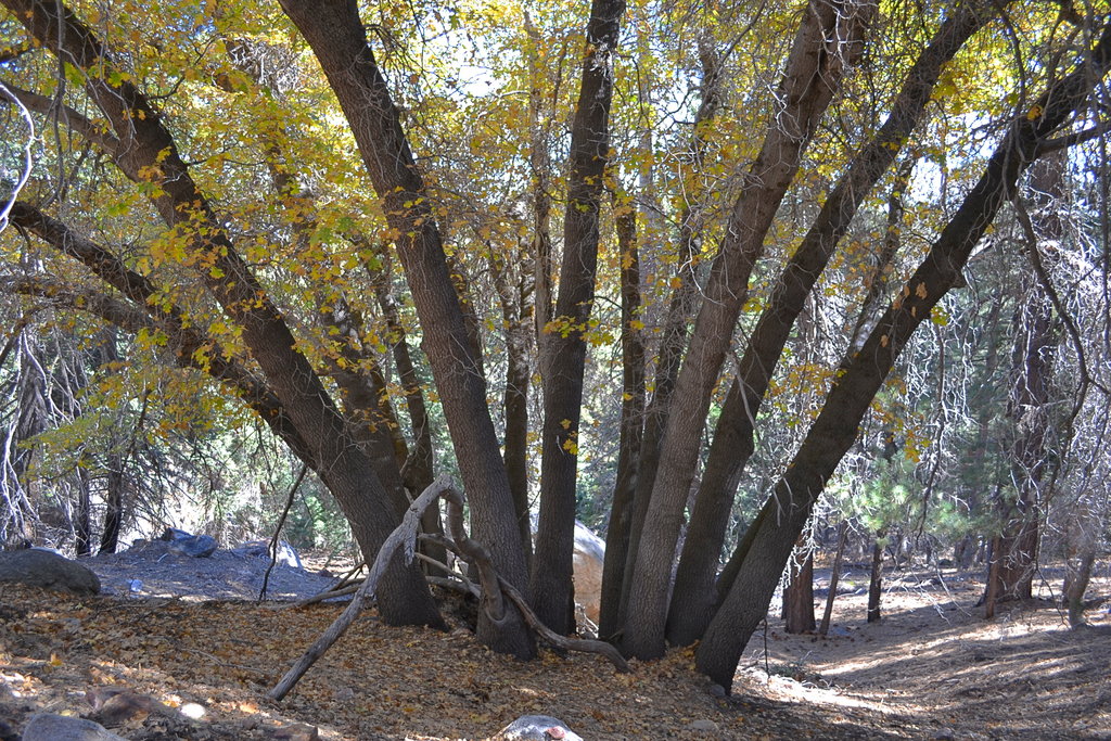 Oak Tree