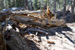 Tree on trail approaching Devils Slide