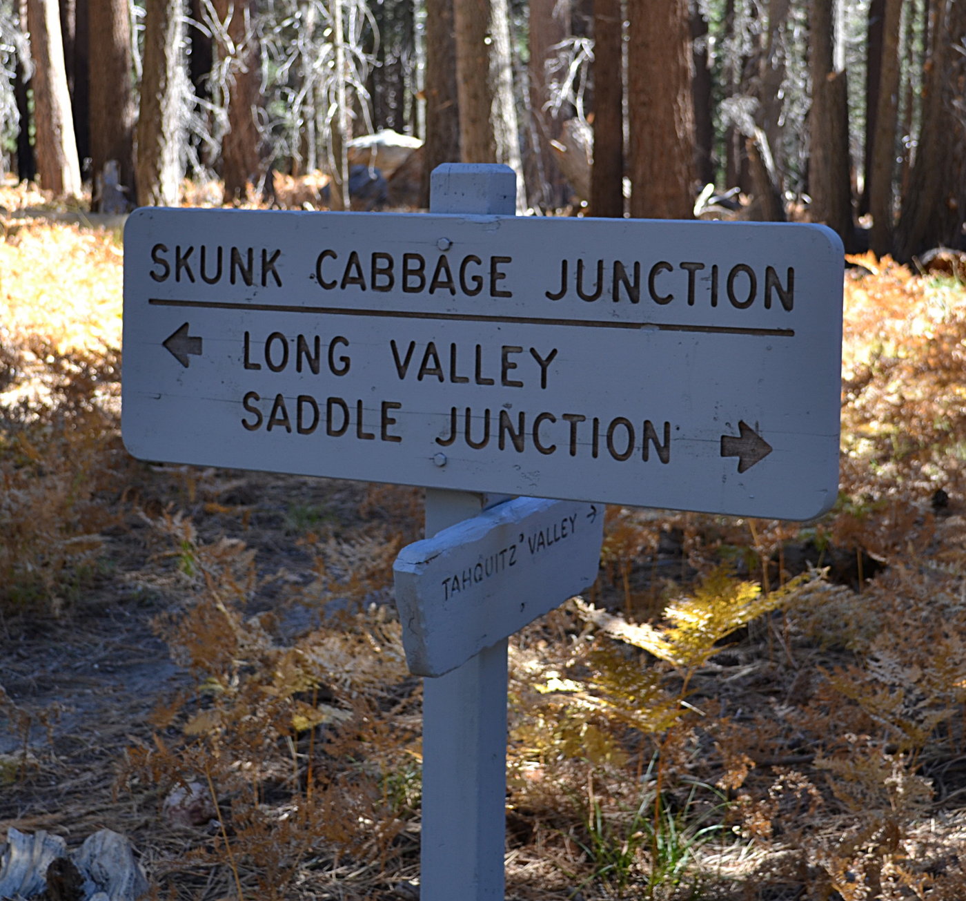 Skunk Cabbage Junction