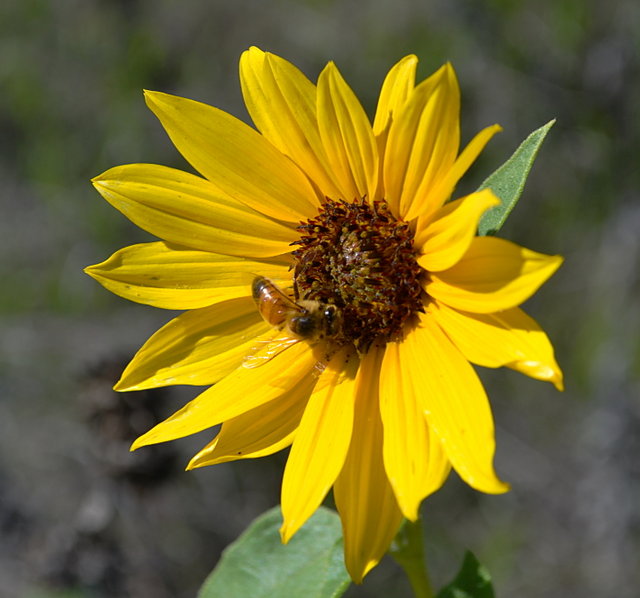 Busy Bee