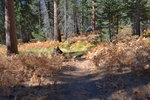 Trail approaching Saddle Junction