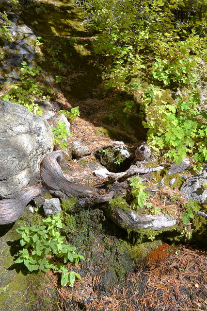 Riparian plants at a seasonal spring