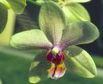 Orchid Flower