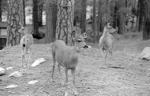 Yosemite Deer