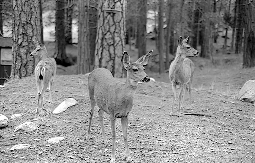 Yosemite Deer