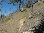 Trail junction. Trail on right goes to top of Mt. Islip