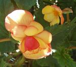 Tuberous Begonia