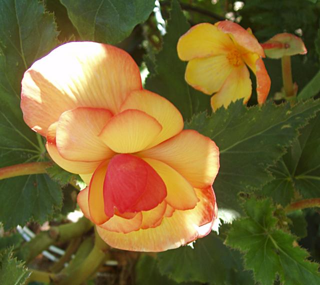 Tuberous Begonia