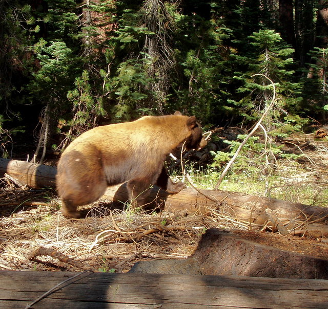 Black Bear