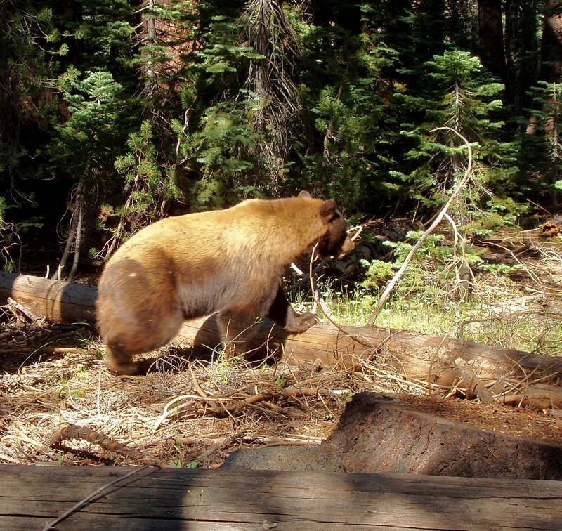 Black Bear