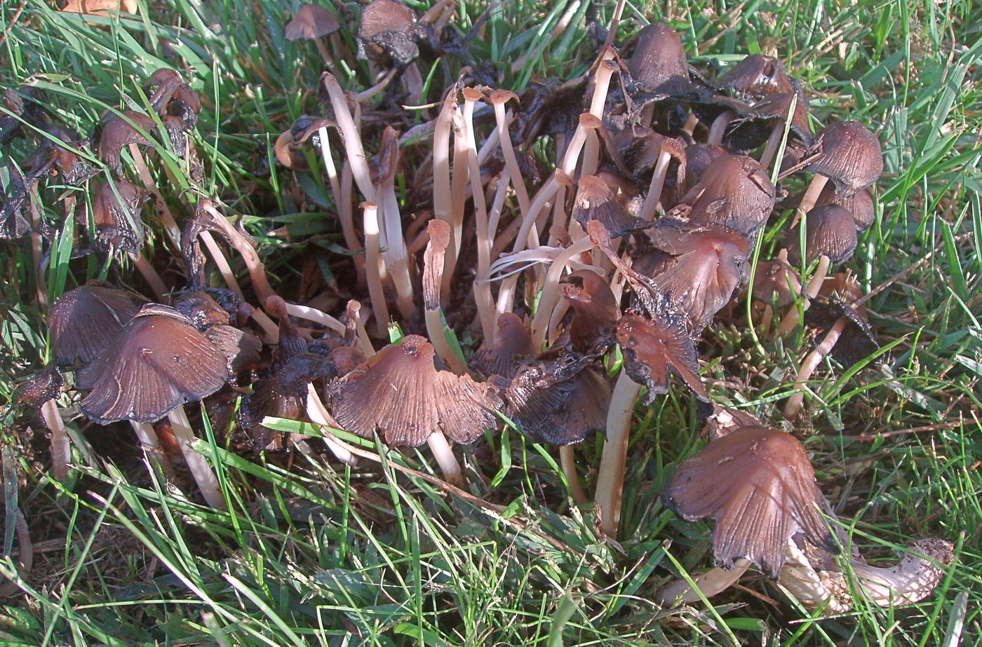 Mushrooms in the grass