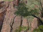 Cliff and Trees