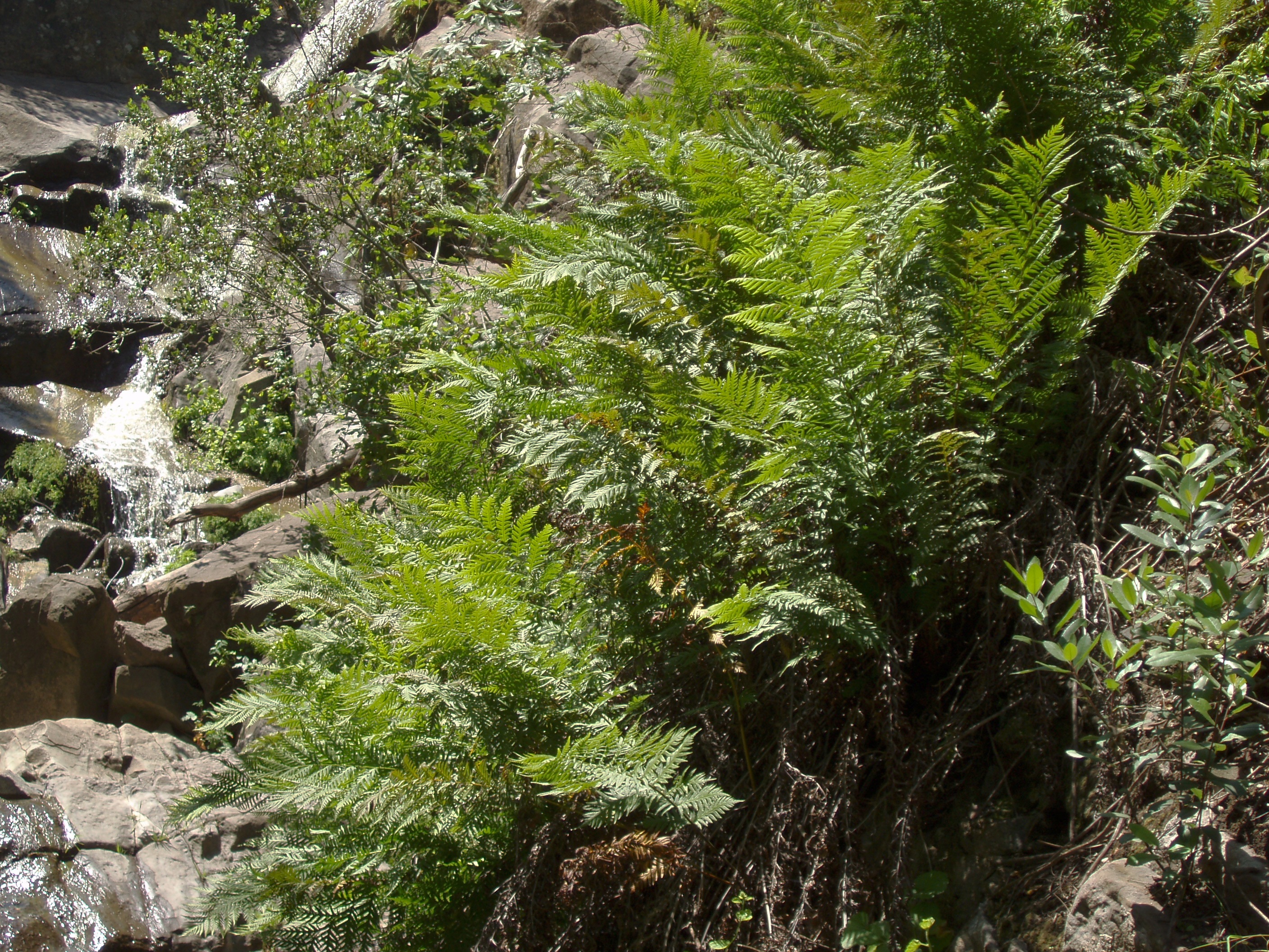 Giant Chain Fern