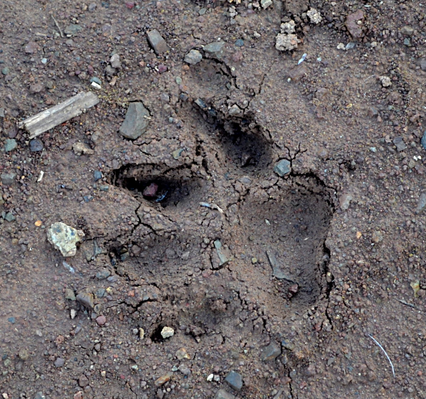 Mountain Lion Track