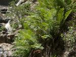 Giant Chain Fern