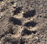 Mountain Lion Track