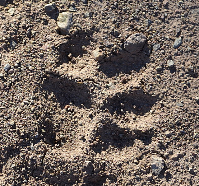 Mountain Lion Track