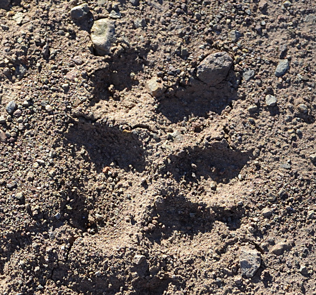 Mountain Lion Track