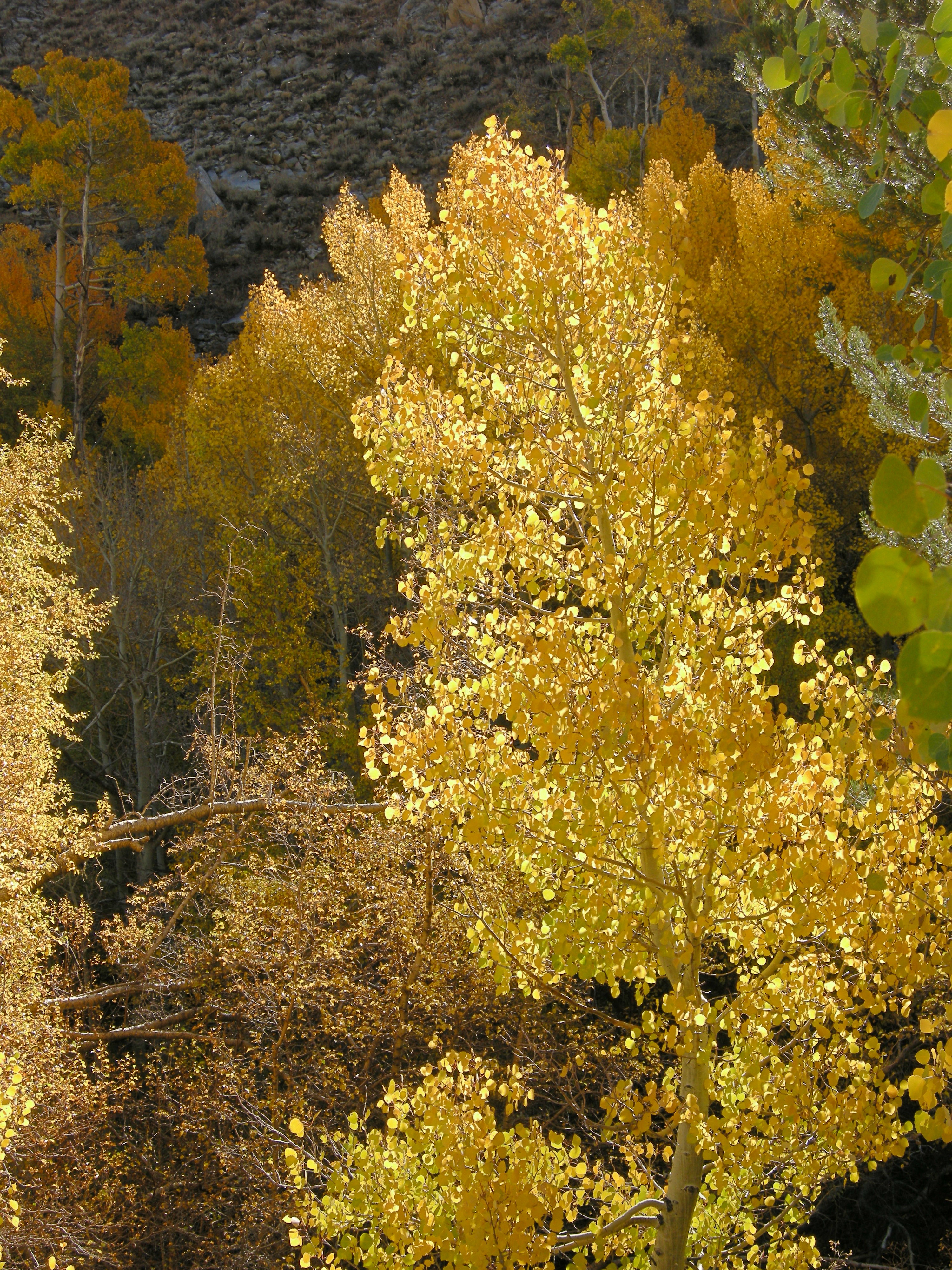 Aspen showing call colors