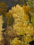 Aspen showing call colors