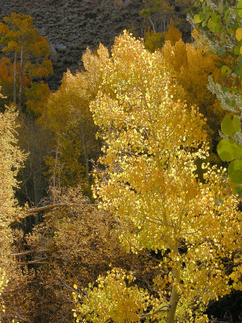 Aspen showing call colors