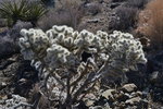 Cholla Cactus