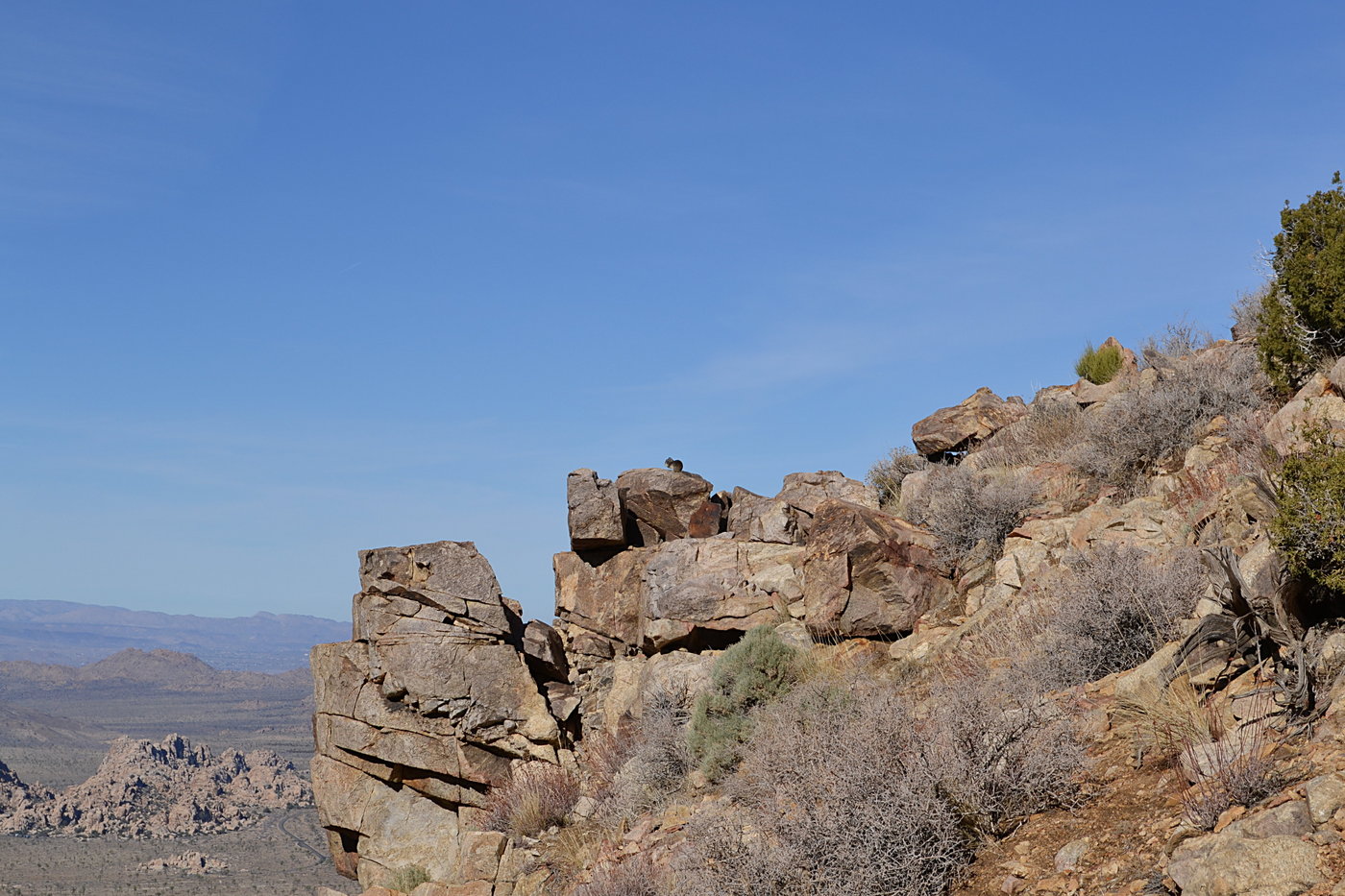 Squirrel on a Rock