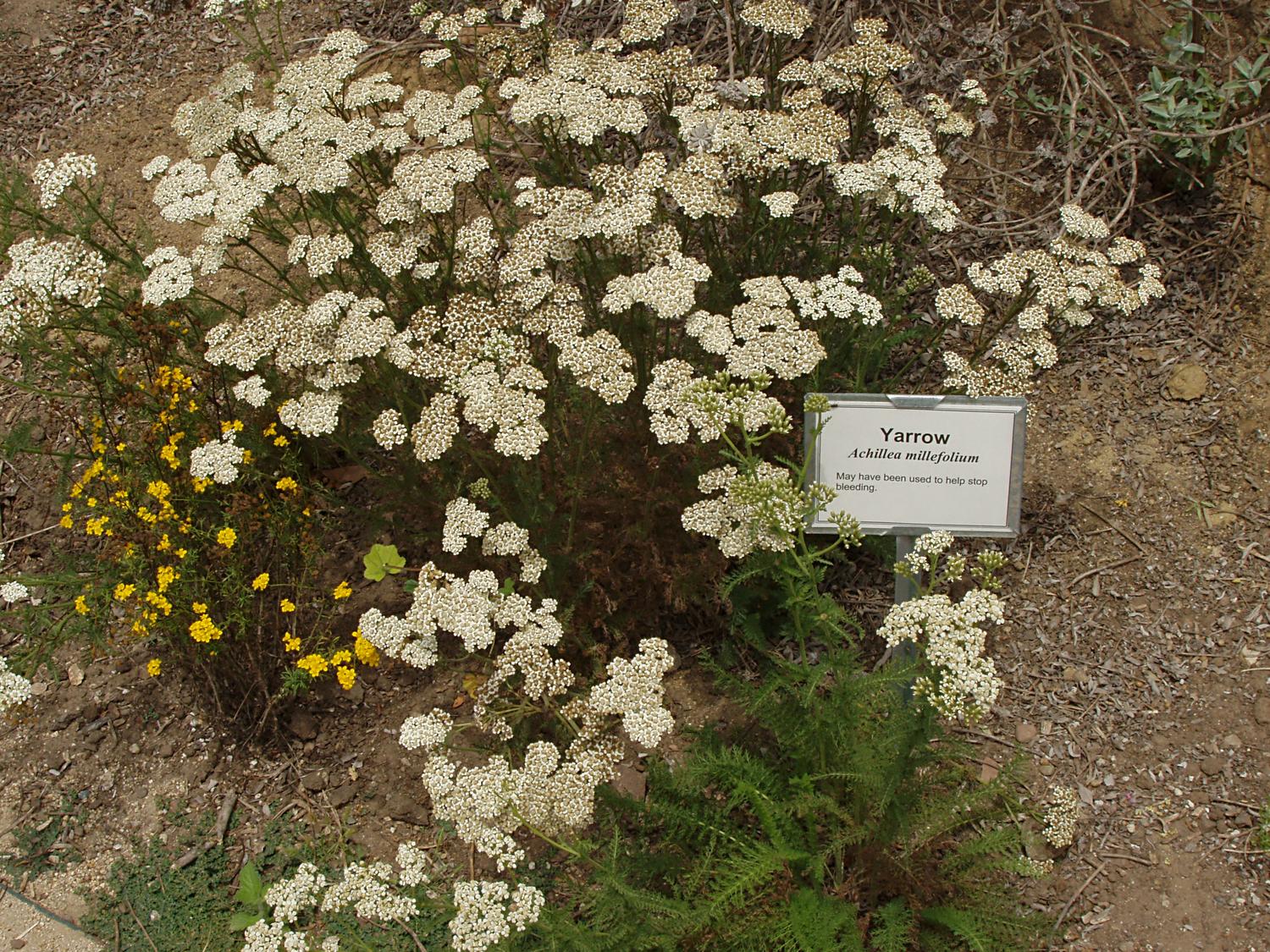 Achillea Milleforium