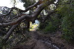 A tree was brought down by the big storm