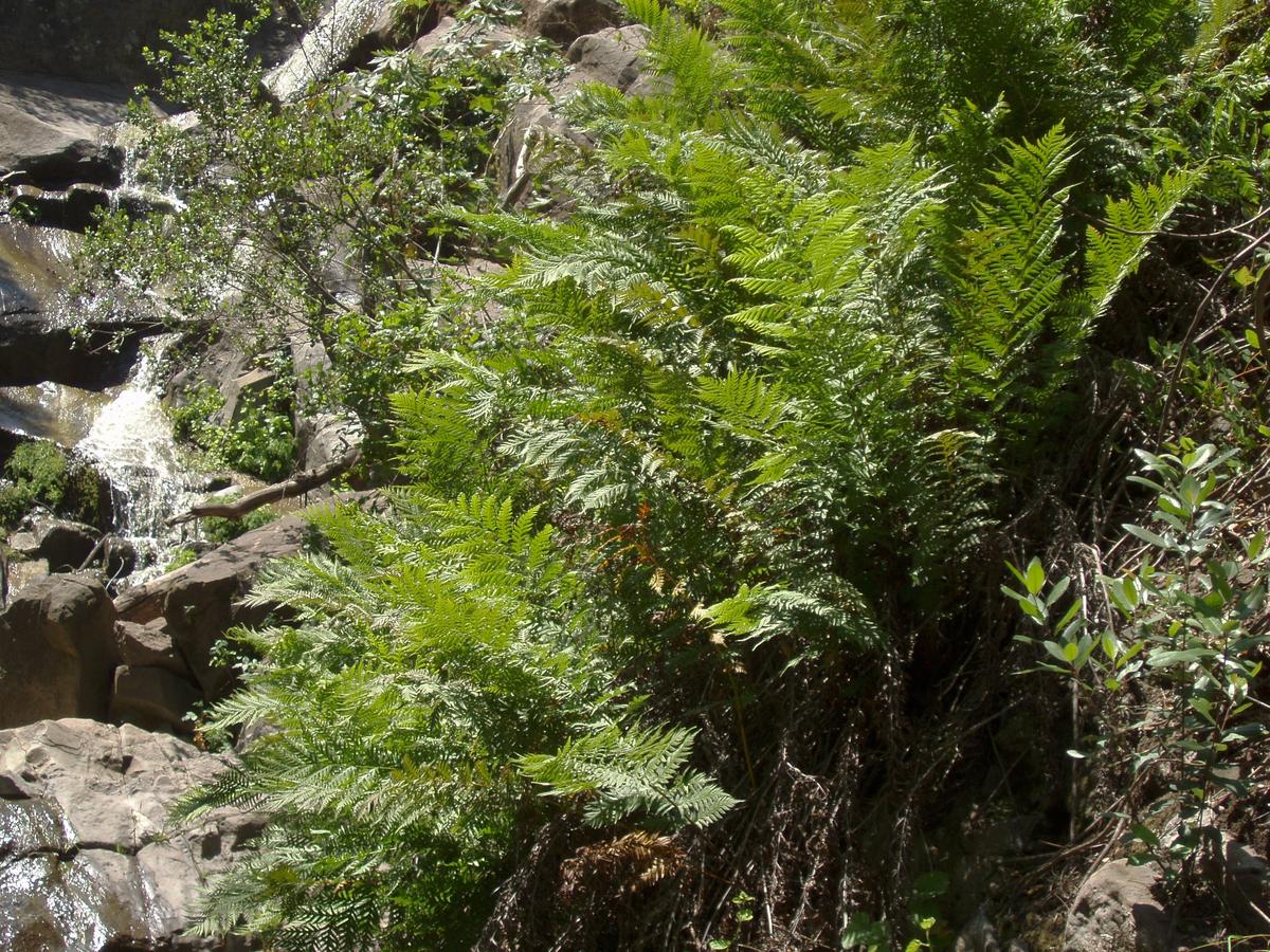 Giant Chain Fern