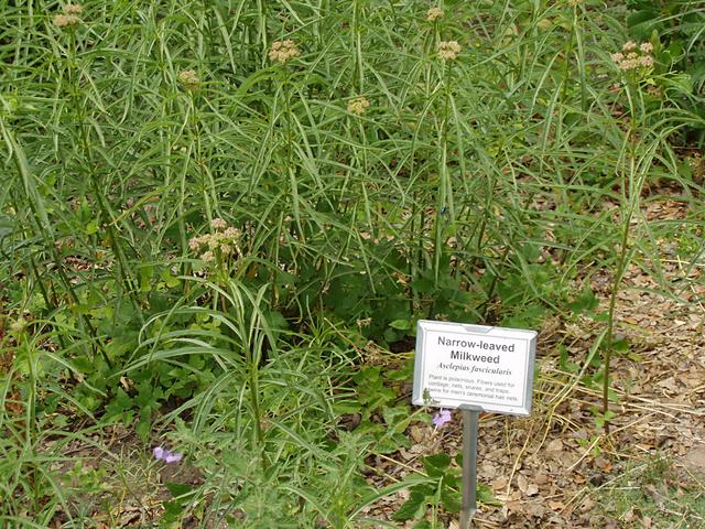 Narrow-leaved Milkweed